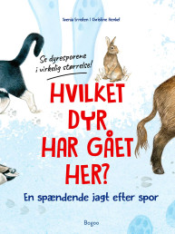 Hvilket dyr har gået her? Se dyresporene i virkelig størrelse!